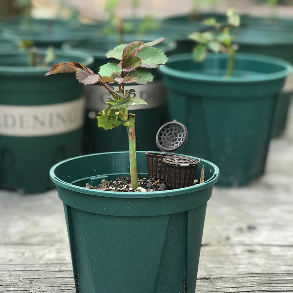 Us Bonsai Garden - 盆栽、蘭、花鉢、庭などに使える、使いやすいプラスチック製の肥料入れ（20個入り）。