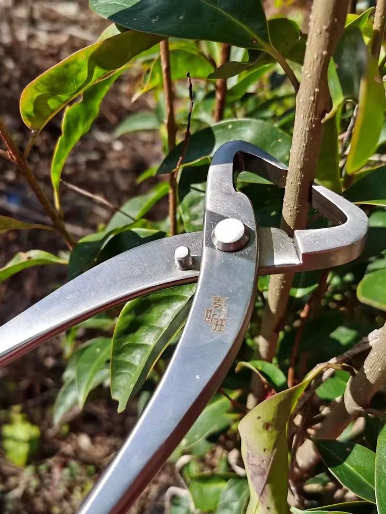 プロ用盆栽道具セット 高硬度21cmステンレス鋼枝切り＆ノブ - Bonsai Tool Set のレビューと価格